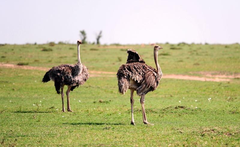 3521-駝鳥-馬賽馬拉國家公園