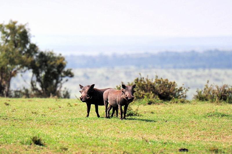 3540-疣豬-馬賽馬拉國家公園