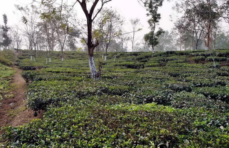 55-印度-阿薩姆茶園區種銀杏樹