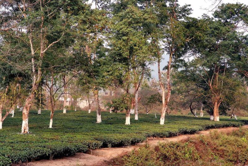 56-印度-阿薩姆茶園區種銀杏樹