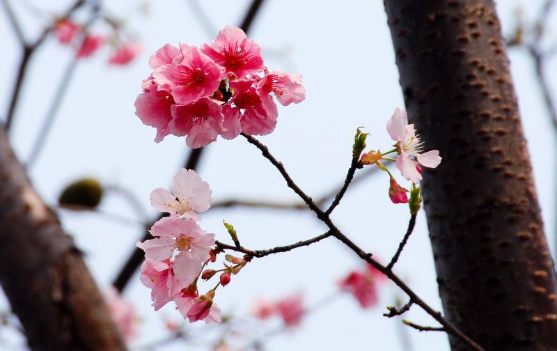 03-樹林市-PINTEK公司旁的櫻花