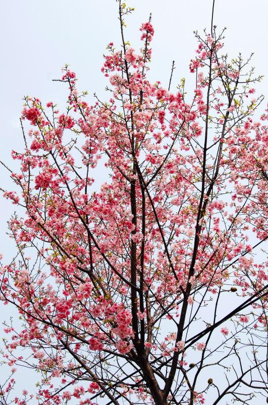 06-樹林市-PINTEK公司旁的櫻花