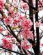 23.PINTEK公司旁的一棵櫻花樹