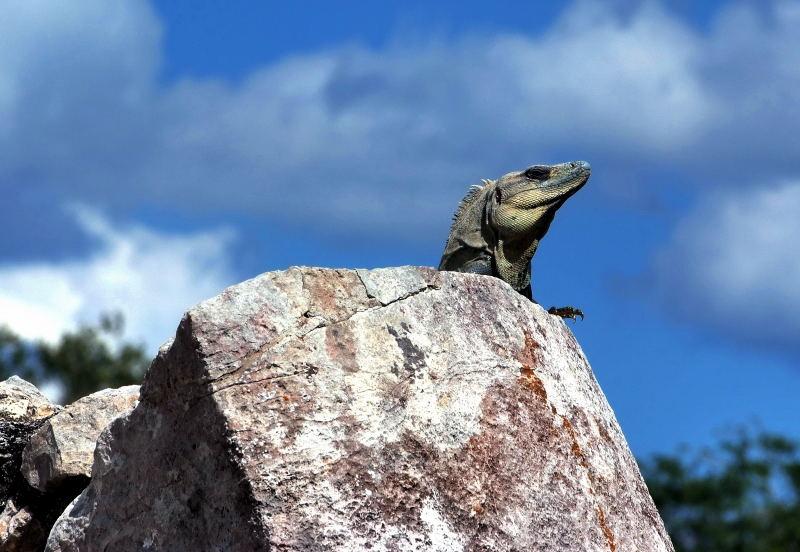 3516-奇琴伊薩-聖泉上的墨西哥大蜥蜴