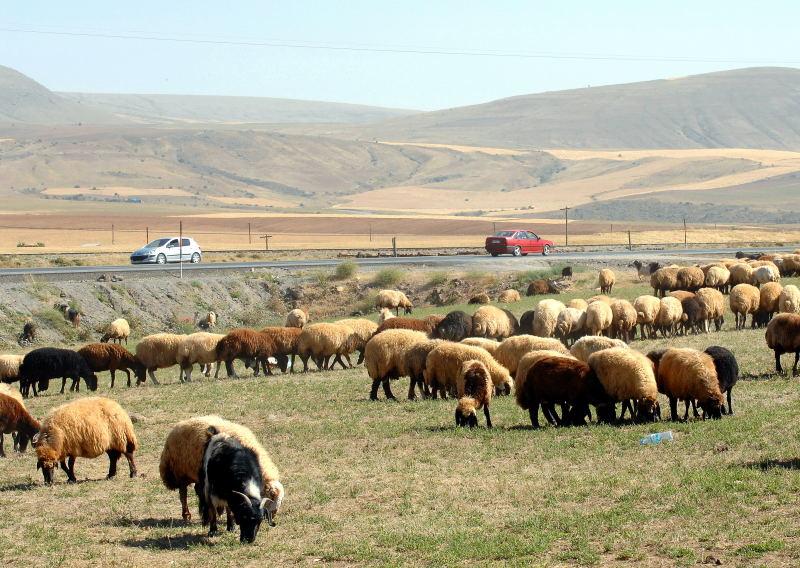 2885-凡城-周邊景觀-加油站旁的羊群.JPG