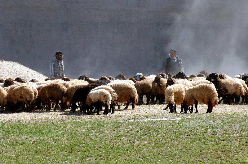 2896-凡城-周邊景觀-加油站旁的羊群.JPG