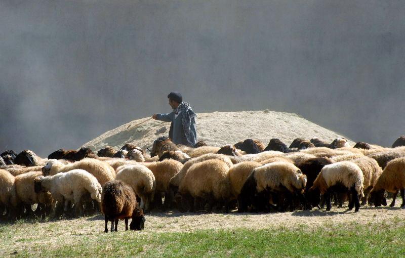 2899-凡城-周邊景觀-加油站旁的羊群.JPG