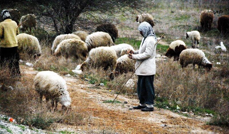 5330-車拍-奧華茲往蘇薩的牧羊人.JPG