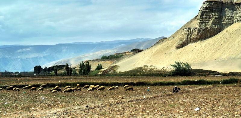 1144-往阿雷基帕路上-草原的羊群.JPG