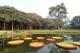 03.加爾各達-植物園_Kolkata, Botanic Garden