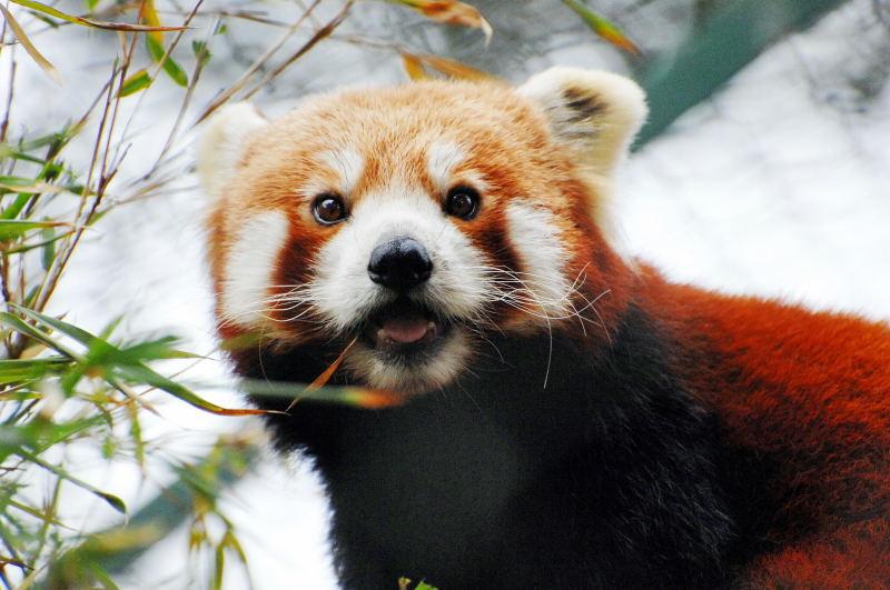 1851-大吉嶺-動物園-紅貓熊.JPG