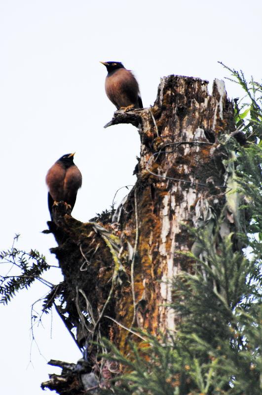3145-甘托克-塔須觀景台-樹上的野鳥.JPG