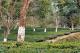 10.錫金往不丹的路程(下)-阿薩姆茶園區_Tea garden of Assam