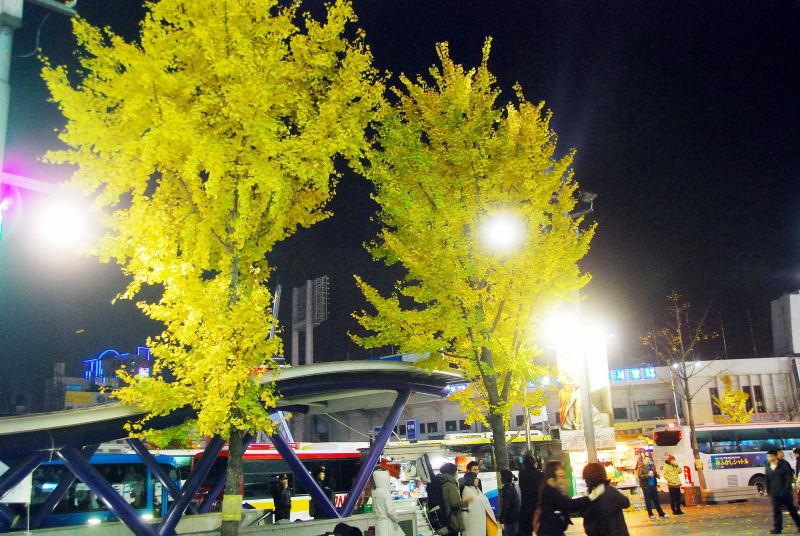 1102-首爾-東大門的銀杏樹