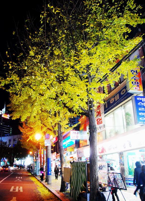 1183-首爾-新村女人街-銀杏路樹