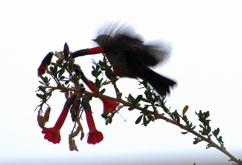2943-的的喀喀湖-飯店窗台的野鳥.JPG