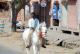 52.捷布的車拍照片(上)_Jaipur, City tour