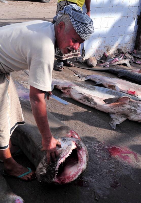 2719-何台達港-魚市場的大白鯊