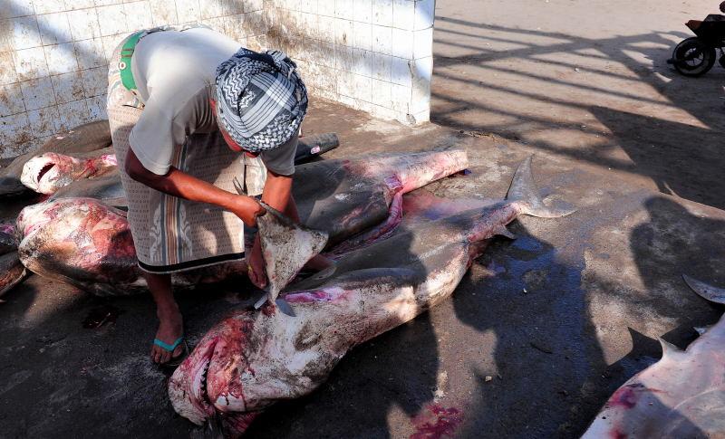 2727-何台達港-魚市場的大白鯊