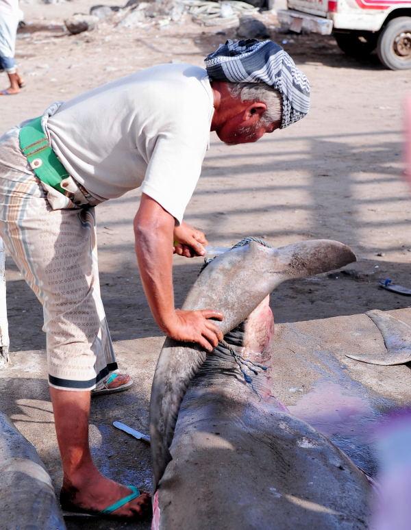 2728-何台達港-魚市場的大白鯊