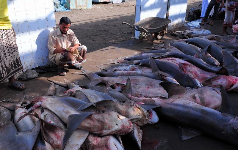 2729-何台達港-魚市場的大白鯊