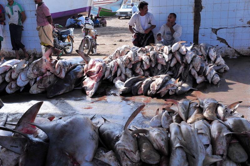 2731-何台達港-魚市場的大白鯊