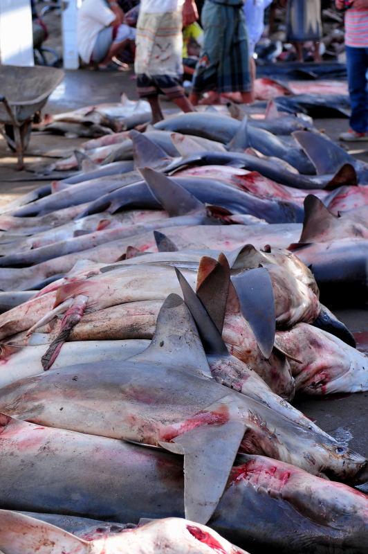 2734-何台達港-魚市場的大白鯊