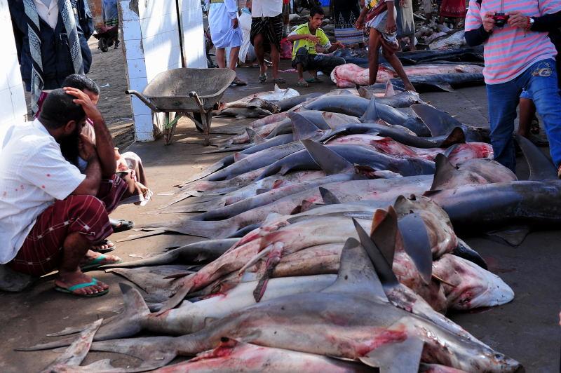 2735-何台達港-魚市場的大白鯊