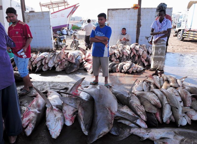 2737-何台達港-魚市場的大白鯊