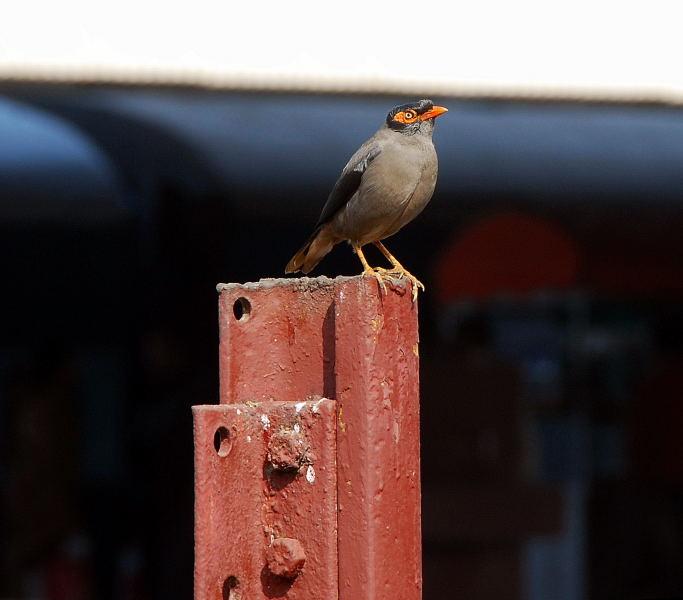7067-阿格拉火車站-當地的小鳥.JPG