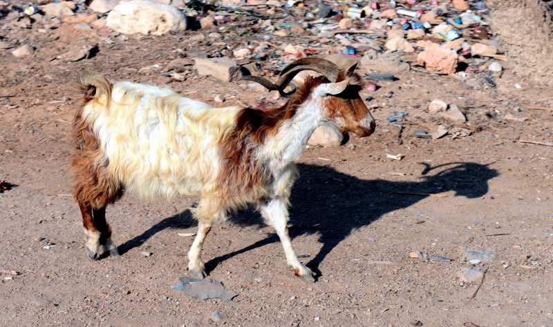 5062-卡拉夏-在公路散步的眷養山羊.JPG