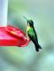 06.蒙特維生態保育區-蜂鳥園_MONTEVERDE RESERV_03 Garden of the Hummingbird