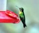 06.蒙特維生態保育區-蜂鳥園_MONTEVERDE RESERV_03 Garden of the Hummingbird