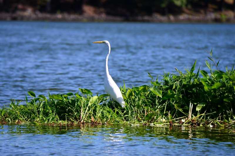 1232-尼加拉湖-觀賞鳥類生態.JPG