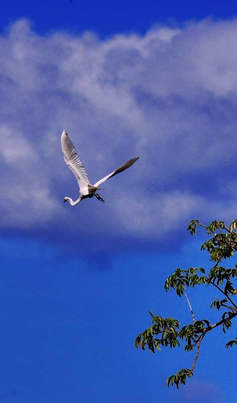1238-尼加拉湖-觀賞鳥類生態.JPG