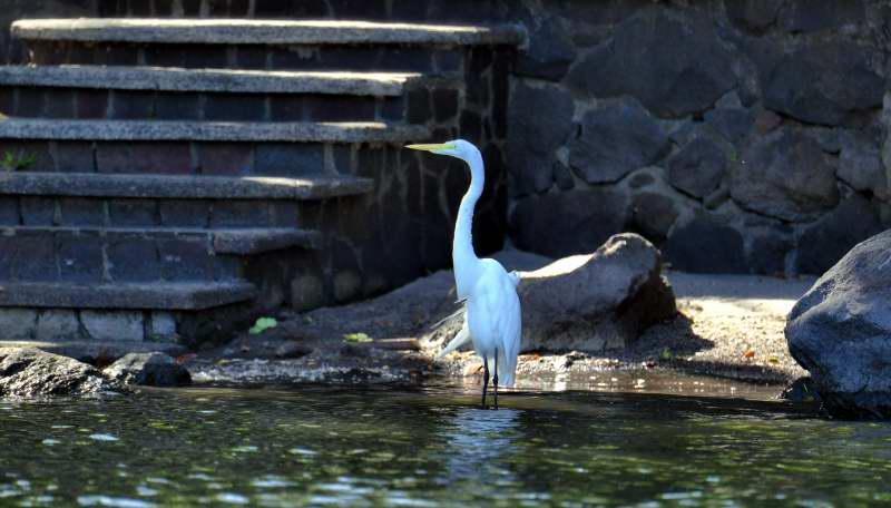 1244-尼加拉湖-觀賞鳥類生態.JPG