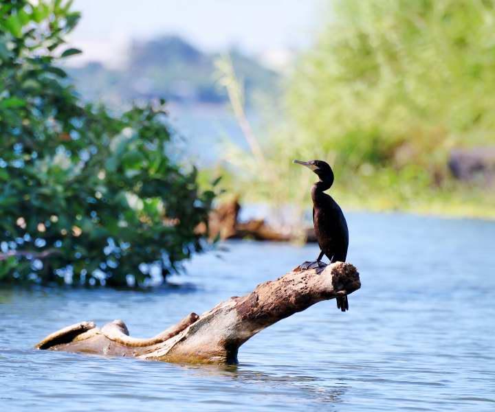 1245-尼加拉湖-觀賞鳥類生態.JPG