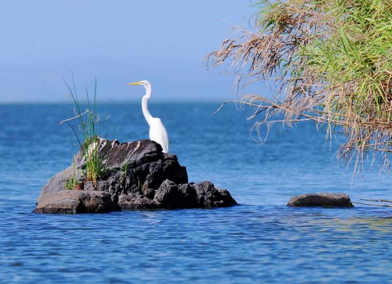 1249-尼加拉湖-觀賞鳥類生態.JPG