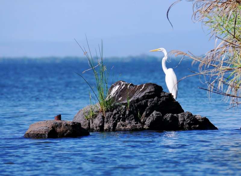 1250-尼加拉湖-觀賞鳥類生態.JPG
