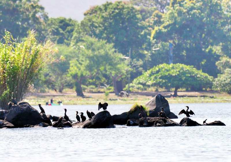 1255-尼加拉湖-觀賞鳥類生態
