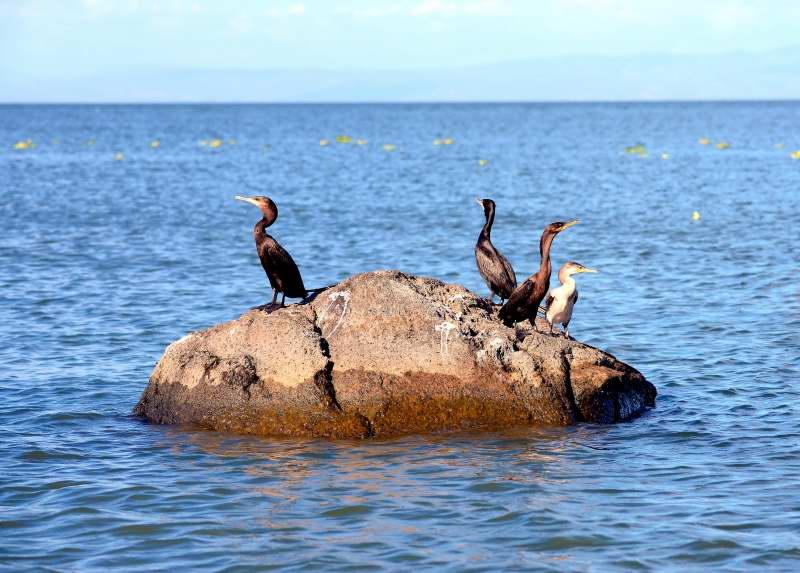 1356-尼加拉湖-觀賞鳥類生態.JPG