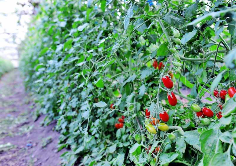 610-卓蘭-有機番茄園