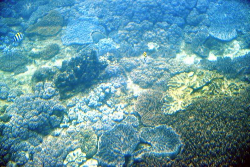 219-墾丁-後壁湖珊瑚生態區.JPG