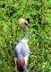 01-烏干達國鳥 灰冠鶴_Grey crowned crane