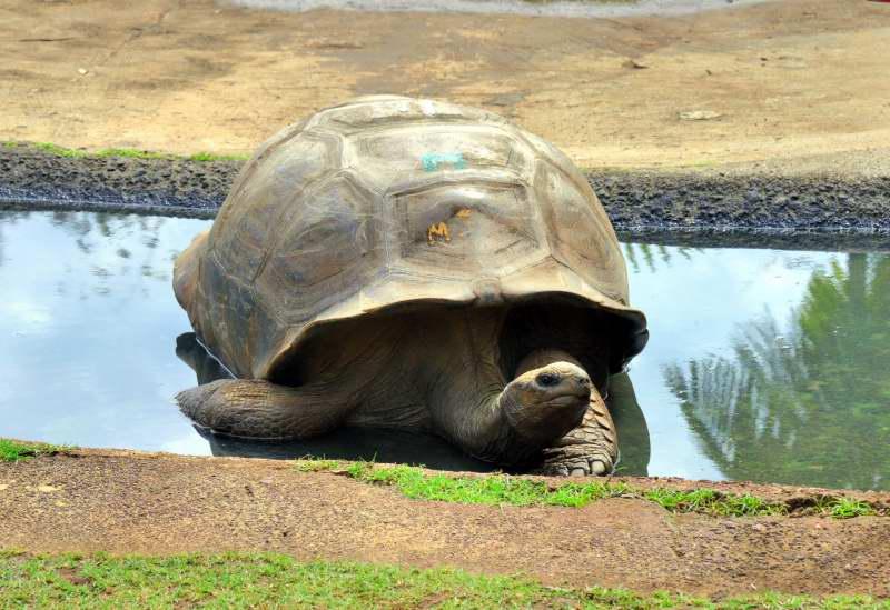 473-亞達伯拉象龜保育中心