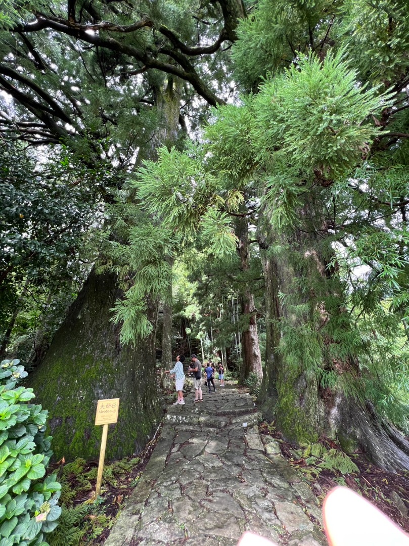 8、	樹齡800歲的夫妻樹