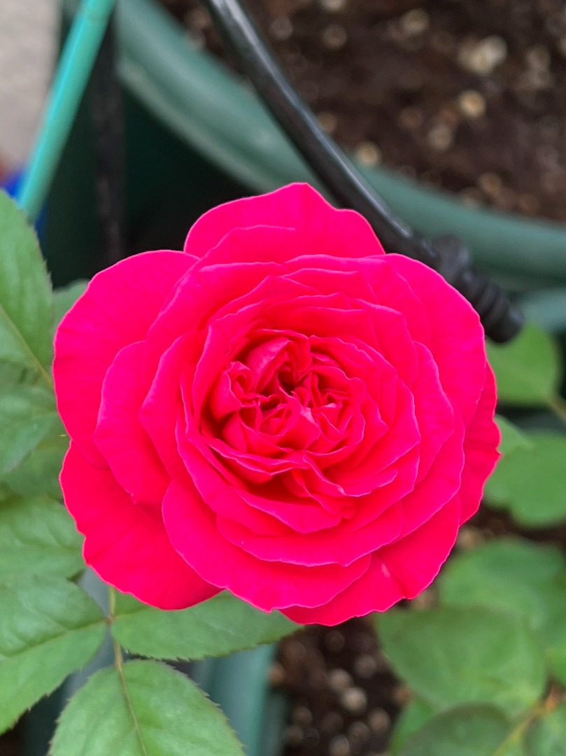 5、My Rose