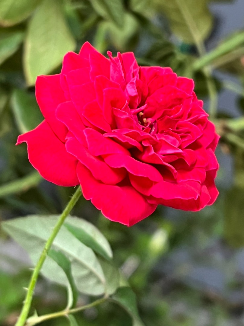 5、My Rose