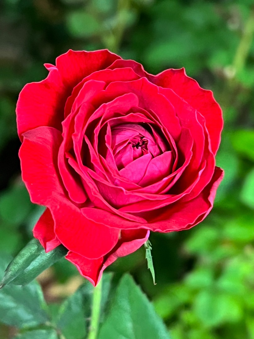 7、My Rose