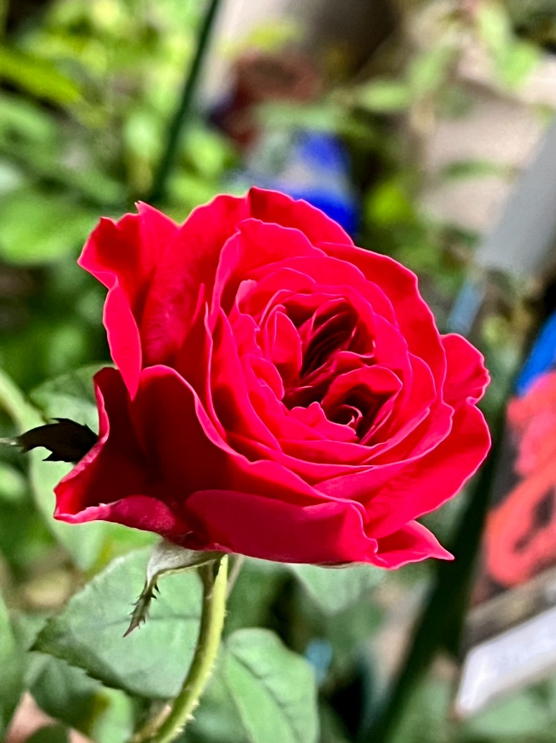3、My Rose